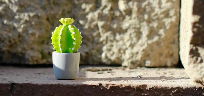 Cactus Fridge Magnets, Set of 6